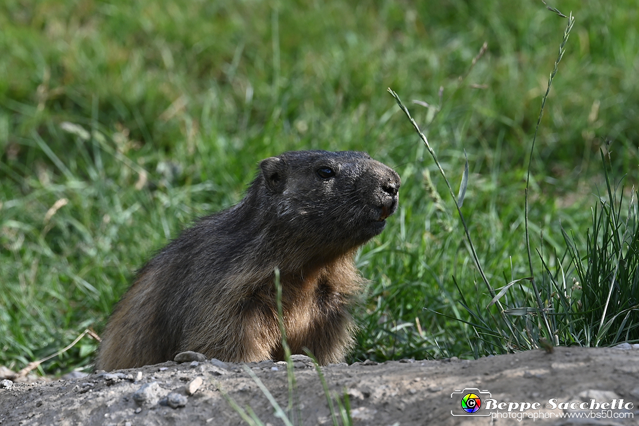 VBS_1 -  Plateau du Mont-Cenise, Grand Croix, Marmotte_-_0087 mt.jpg